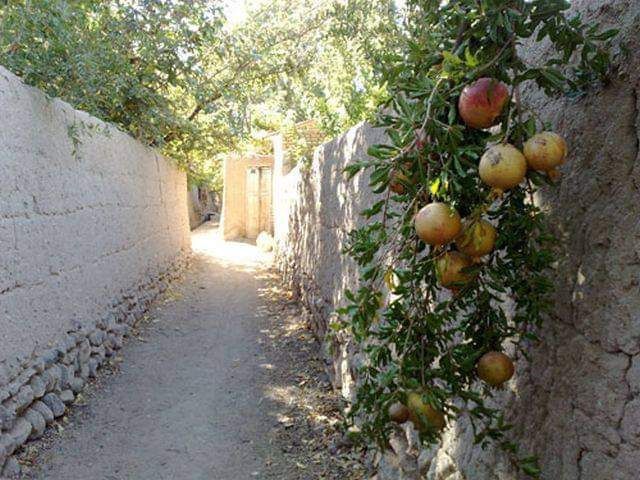از کویر تا بالاخانه، قصه‌ی انارهایی که برای معلم‌ها کاشته شدند