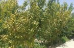 بررسی اجرای طرح نوسازی باغات در اشکذر برای افزایش بهره‌وری