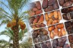 راه‌اندازی پست قرنطینه خرما برای حفاظت از نخلستان‌های اشکذر