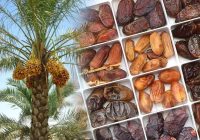 راه‌اندازی پست قرنطینه خرما برای حفاظت از نخلستان‌های اشکذر